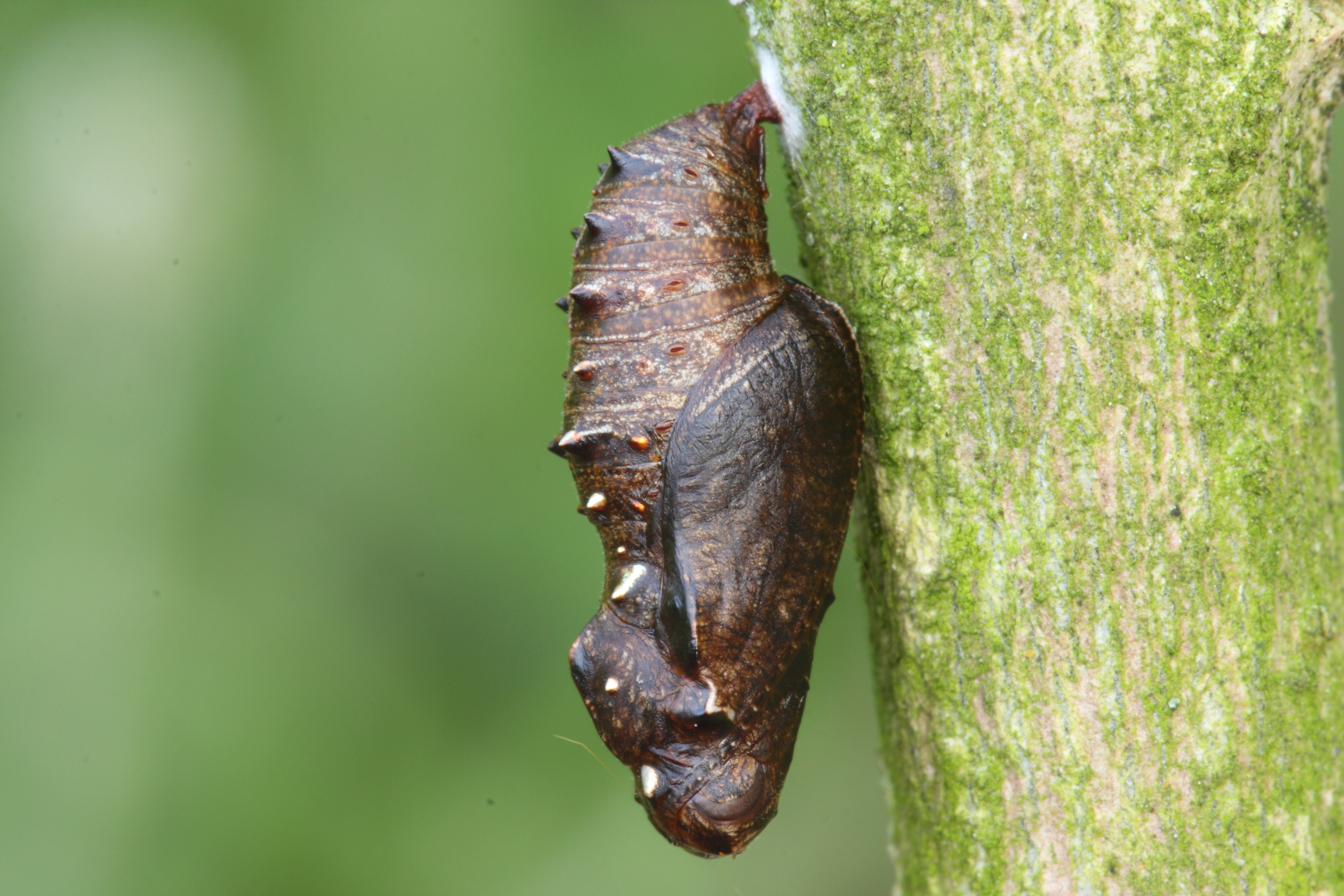 2012 05 28 Bdia pop 024.JPG